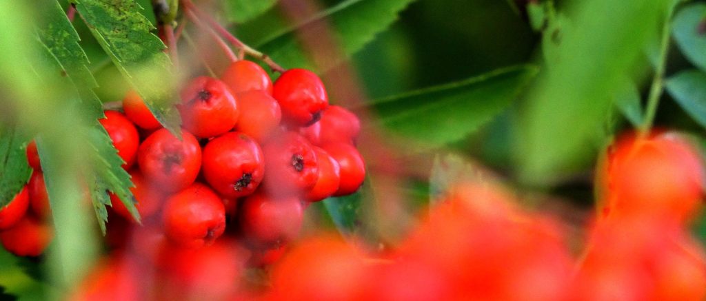 close up of ripe rowan berries on the tree, lush green is in contrast with the red berries, the foreground has blurred leaves and berries as if we are peaking through the branches to look at the most beautiful of the berries
